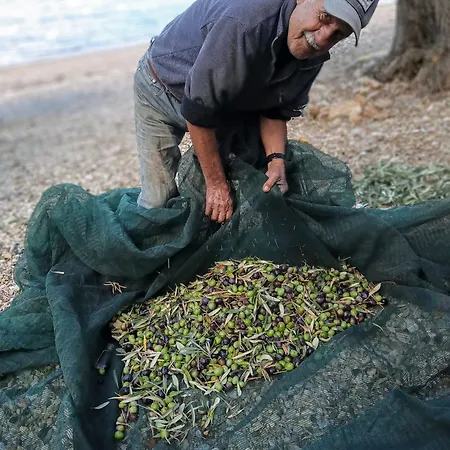 Marathias Miss Asimenia Campsite