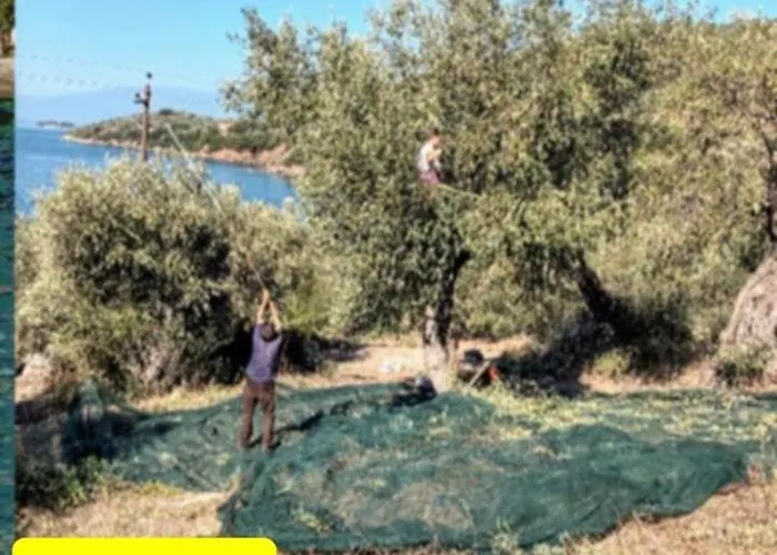 Marathias Miss Asimenia *