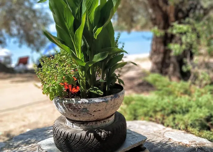 Marathias Miss Asimenia * Milina