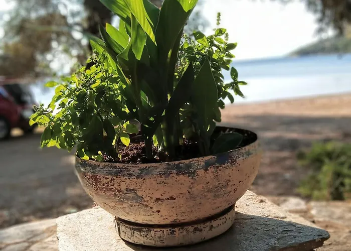 Marathias Miss Asimenia *