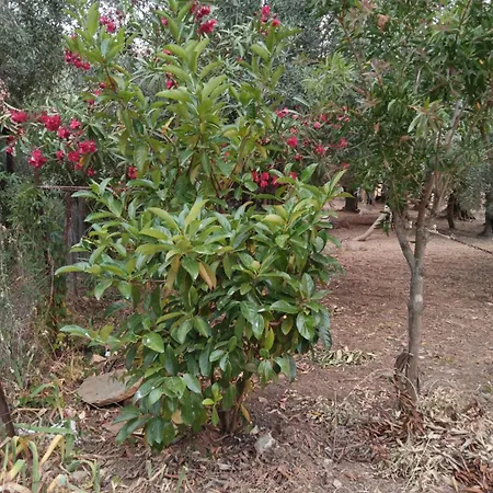 Marathias Miss Asimenia * Милина