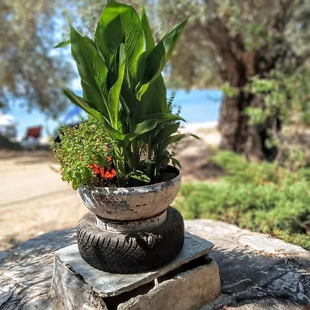 Marathias Miss Asimenia * Milína