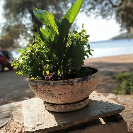 Marathias Miss Asimenia *