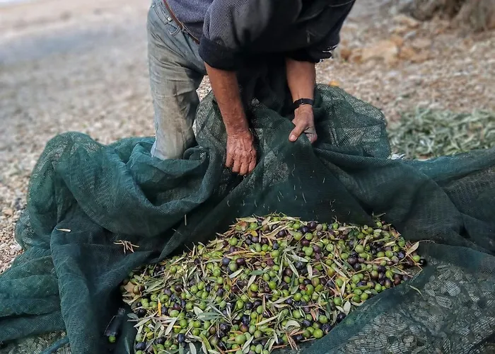 Marathias Miss Asimenia Kemp