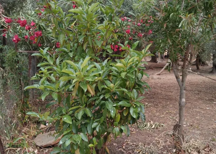 Marathias Miss Asimenia * Milína